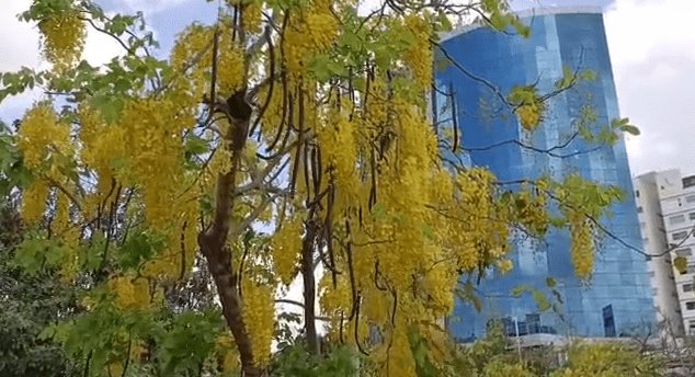 ¡Lluvia de Oro! Florece el conocido árbol embelleciendo calles de Villahermosa