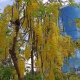 ¡Lluvia de Oro! Florece el conocido árbol embelleciendo calles de Villahermosa