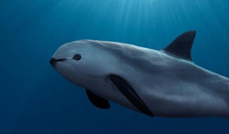 Aprueban Plan de Acción para proteger a la vaquita marina