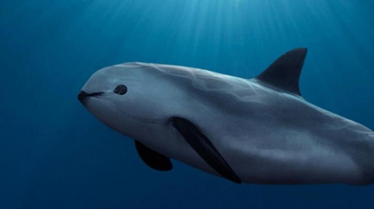 Aprueban Plan de Acción para proteger a la vaquita marina