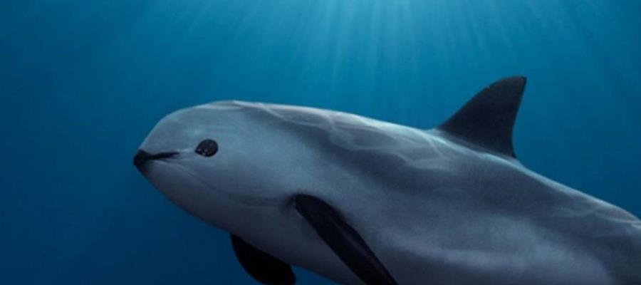 Aprueban Plan de Acción para proteger a la vaquita marina