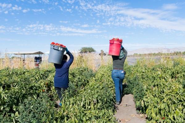 Cancelación de Financiera Rural es para evitar corrupción, justifica López Obrador