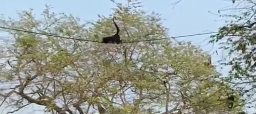 ¡Cuidado con el cruce del saraguato! El llamado social de chocolatera en la carretera Zapata-Tenosique