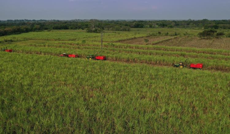 Apoyará Sedafop con 6 mdp a productores de caña y ganado afectados por la sequía