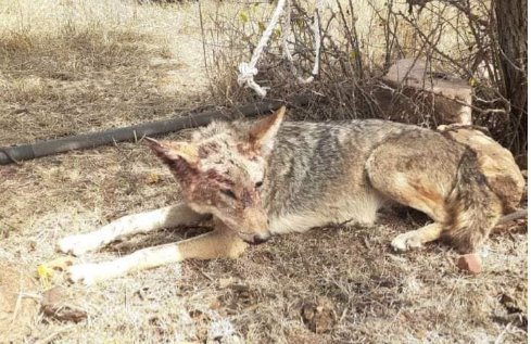 ¡Lo anuncian en redes sociales! Ofrecen en venta a coyote vivo en Querétaro