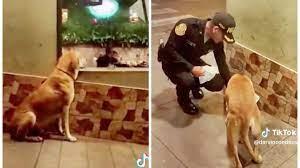 Policía en Perú le compra pollo a un perro callejero; "le aplauden" en redes
