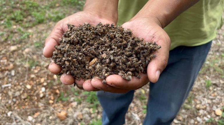 Senado busca sancionar ecocidio de 300 mil abejas en Campeche