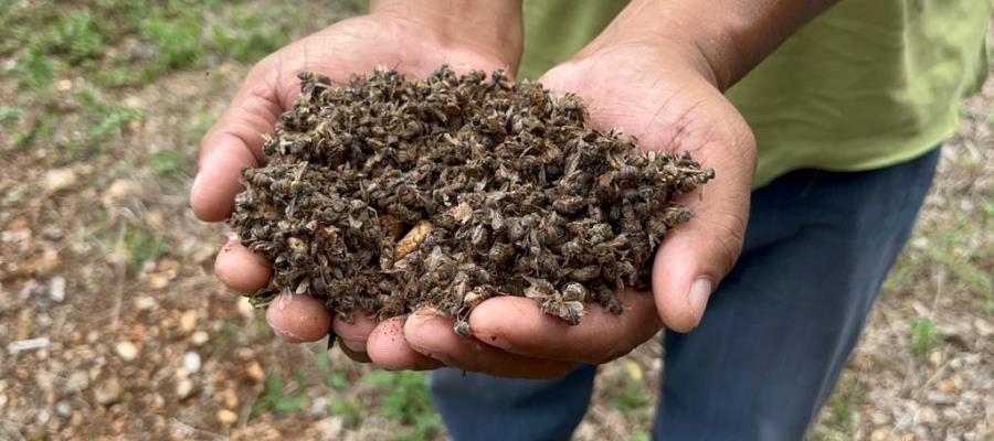 Senado busca sancionar ecocidio de 300 mil abejas en Campeche