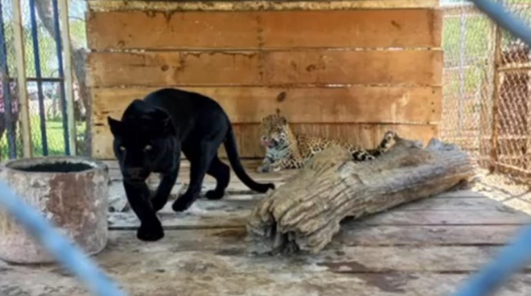 Aseguran animales exóticos y silvestres durante cateo realizado en Jalisco