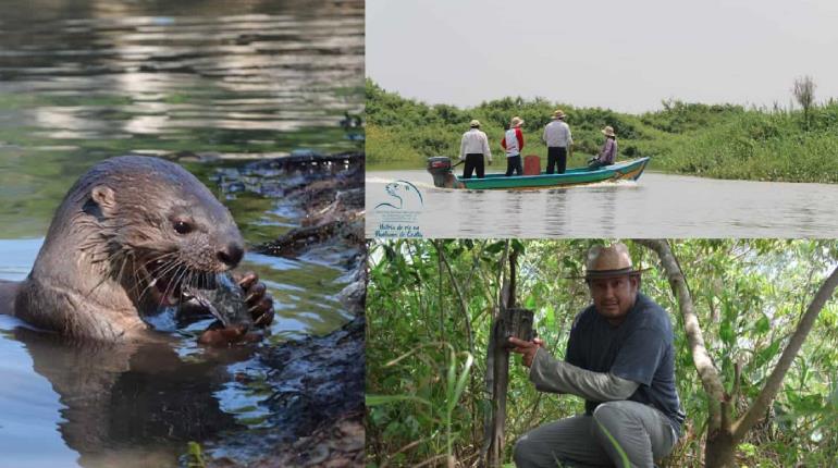 UJAT y la Universidad de Idaho analizan comportamiento de las nutrias en ríos de Tabasco