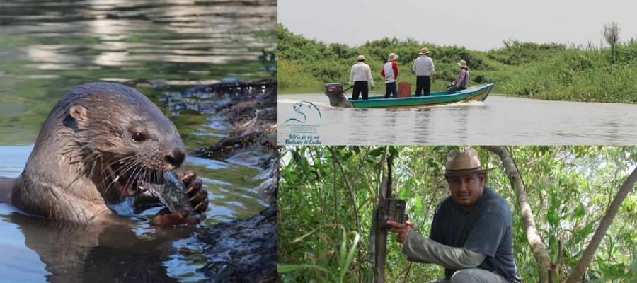 UJAT y la Universidad de Idaho analizan comportamiento de las nutrias en ríos de Tabasco