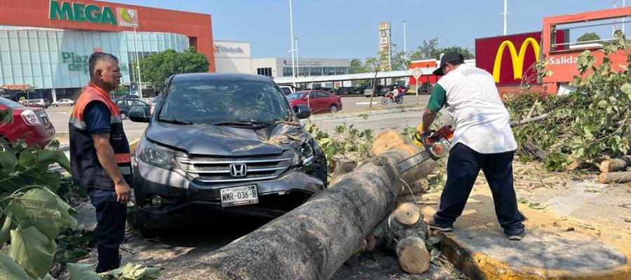 Cae árbol sobre vehículo en Deportiva; no hubo lesionados