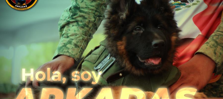 Sedena nombra Arkadas a perrito donado por Turquía