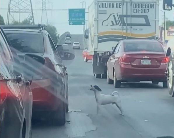 Captan abandono de perrito en calles de NL