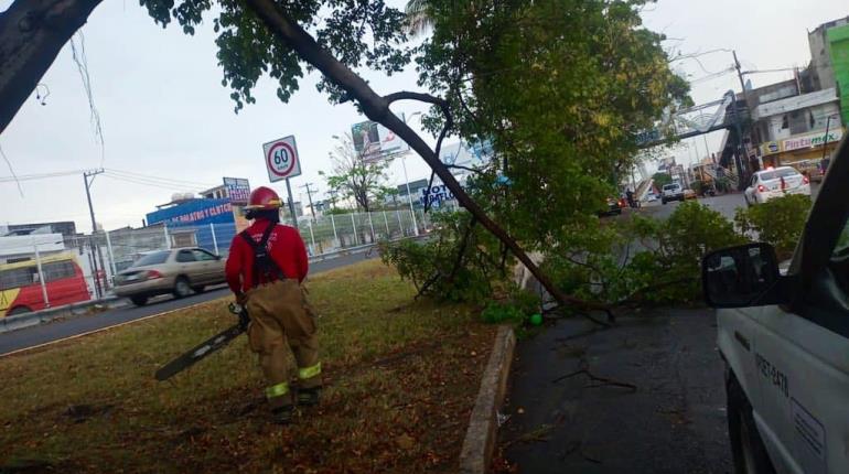 Árboles y ramas caídas en Villahermosa por fuertes vientos; atiende Protección Civil al menos 10 reportes