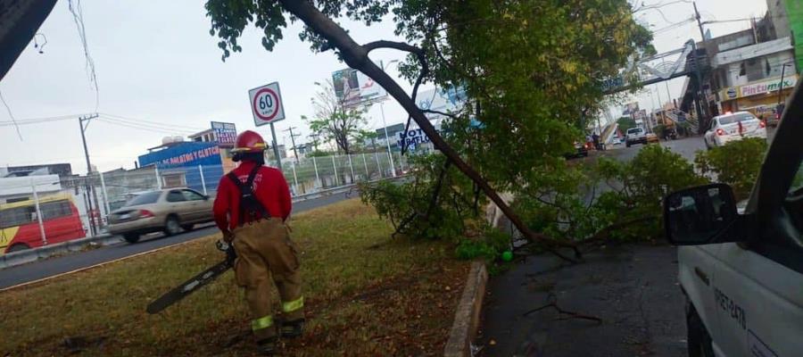 Árboles y ramas caídas en Villahermosa por fuertes vientos; atiende Protección Civil al menos 10 reportes