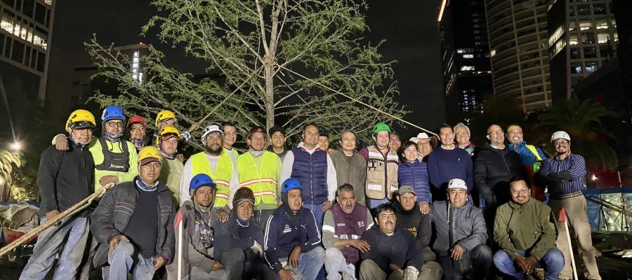 Plantan nuevo árbol de ahuehuete en glorieta de Reforma en CDMX