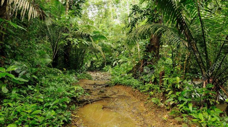 Localizan a niño de 5 años abandonado en la Selva de Darién en Panamá