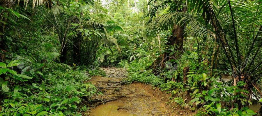 Localizan a niño de 5 años abandonado en la Selva de Darién en Panamá