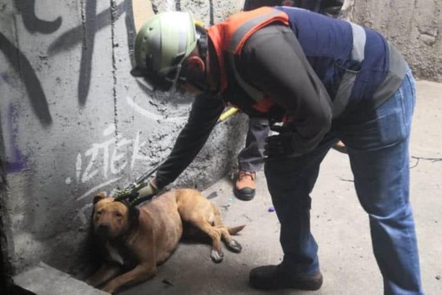 Rescatan a perrito atrapado en la Línea 8 del Metro de la CDMX