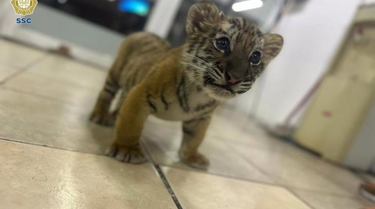 Rescatan a cachorro de tigre en la Gustavo A. Madero