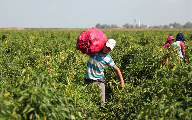 Trabajo infantil, supera los 3.2 millones de casos en México, advierte Senado