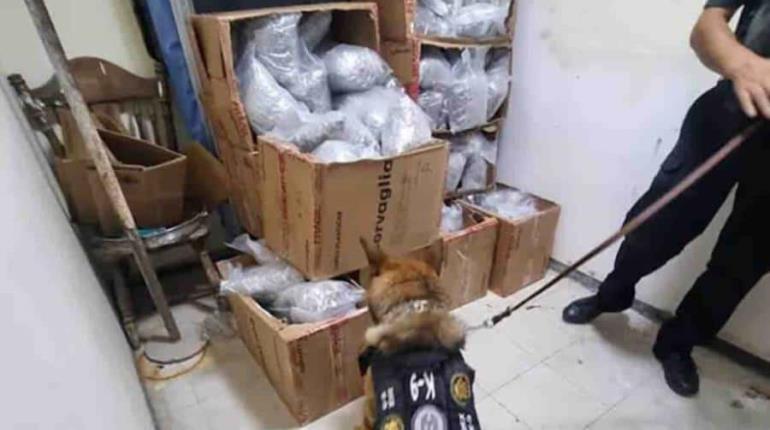 Catean narco-casa en Nuevo León y encuentran 60 kilos de marihuana