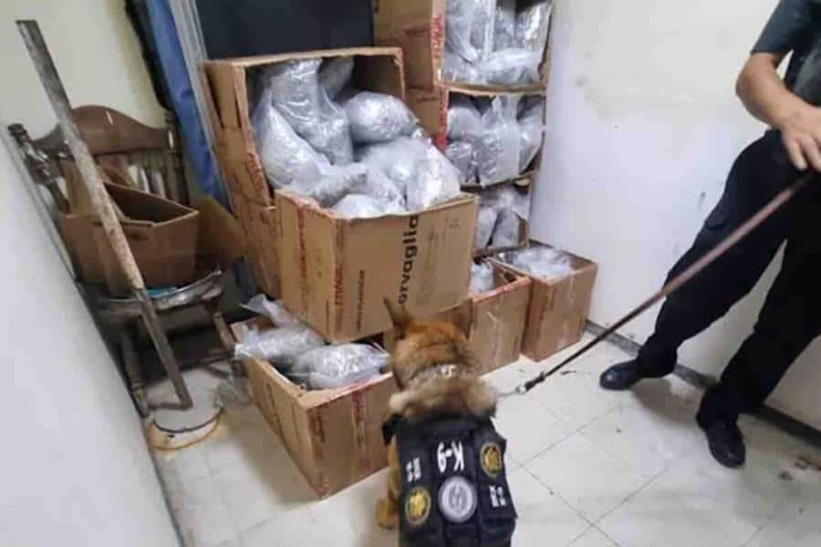 Catean narco-casa en Nuevo León y encuentran 60 kilos de marihuana