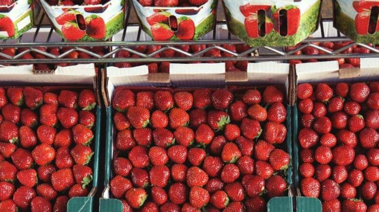 Investiga EE. UU posible hepatitis "A" en fresas cultivadas en Baja California