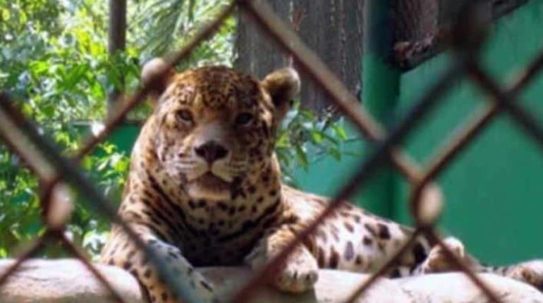 Muere jaguar en Parque-Museo La Venta