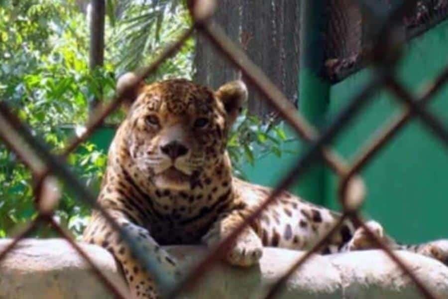 Muere jaguar en Parque-Museo La Venta