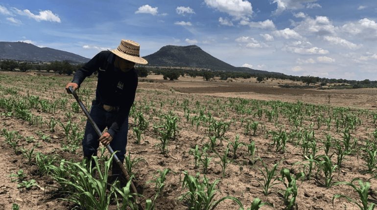 Dispersarán recursos para beneficiarios de Producción para el Bienestar del 19 al 21 de junio