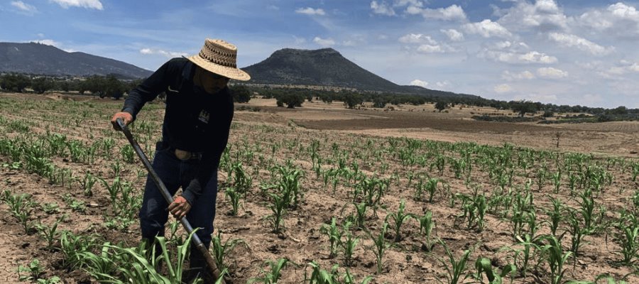 Dispersarán recursos para beneficiarios de Producción para el Bienestar del 19 al 21 de junio