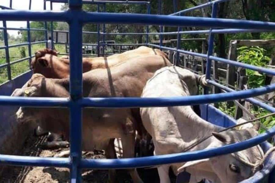 Mueren reses por escasez de pastura en Tabasco confirma Sedafop