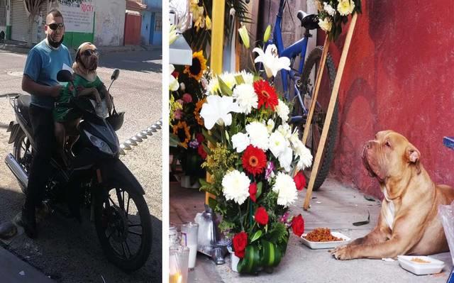 Perrito en Irapuato se viraliza en redes por llorar la muerte de su dueño