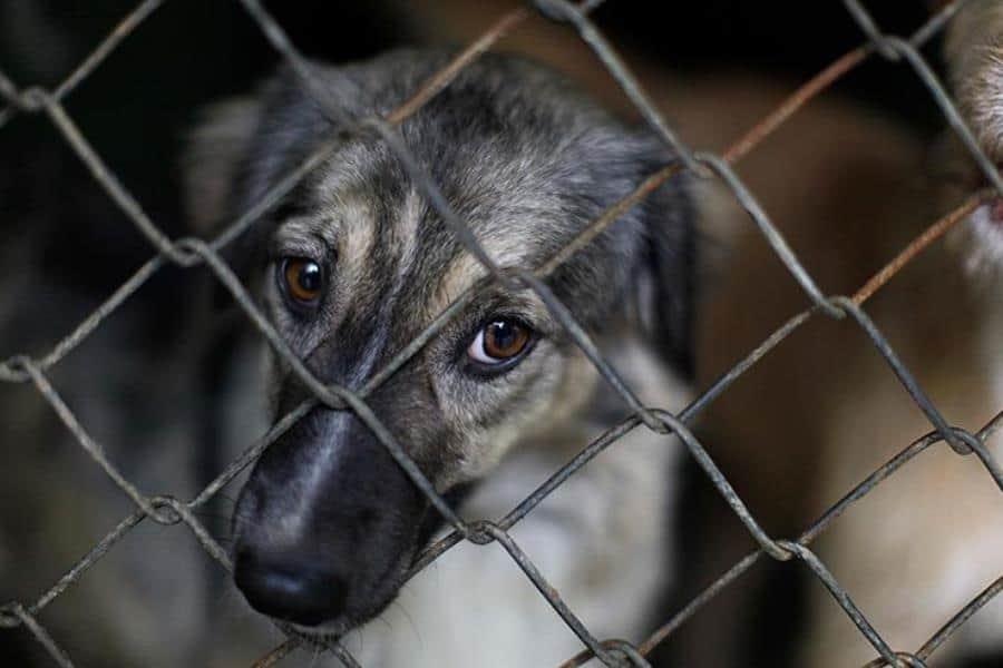 Con reforma, AMLO planteará elevar a rango constitucional protección a animales