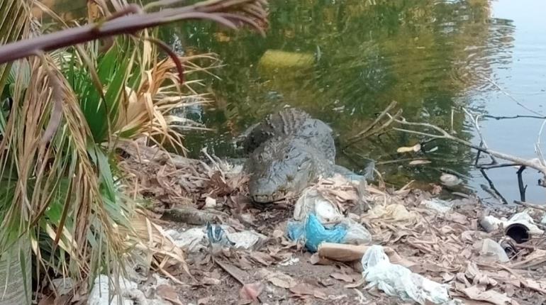 Cocodrilo de 2.5 metros acaba con perros y animales de traspatio en Tierra Colorada