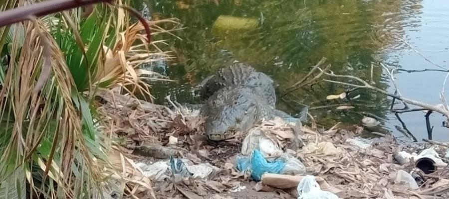 Cocodrilo de 2.5 metros acaba con perros y animales de traspatio en Tierra Colorada