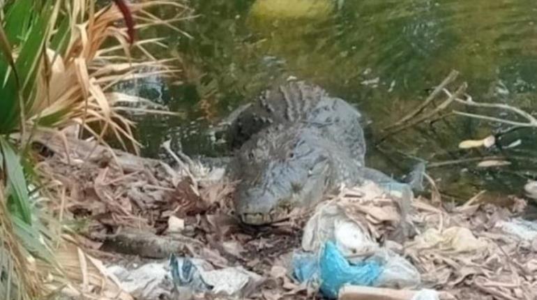 Corresponde a Profepa capturar al cocodrilo de Tierra Colorada: Bienestar