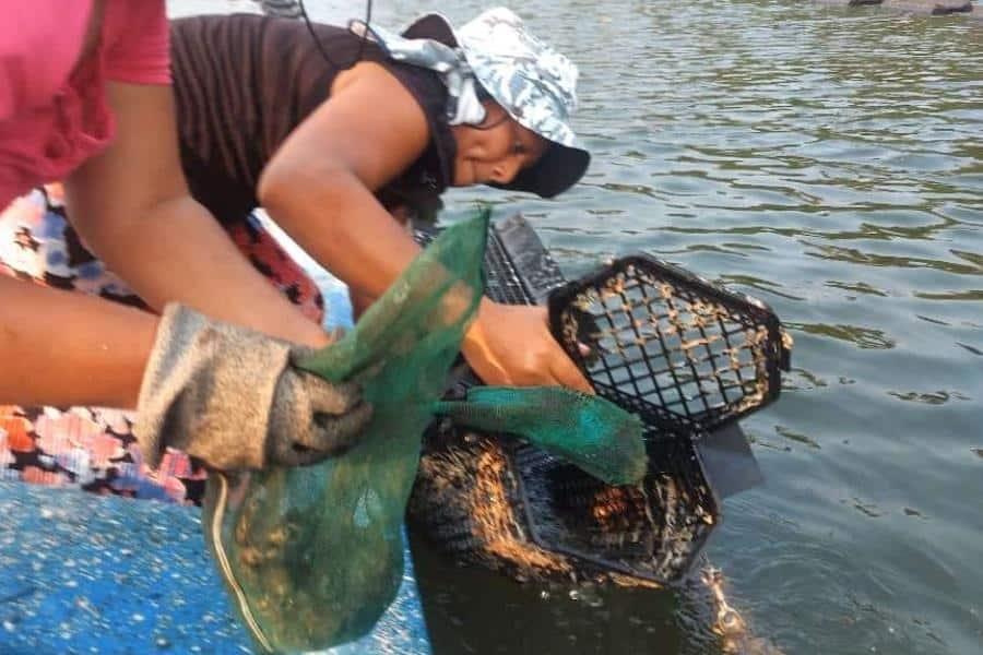 Nueva tecnología en granjas disparará producción ostrícola en Tabasco: Sedafop