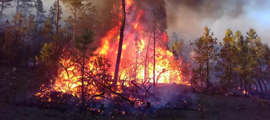 Incendios forestales en la Sierra de Chihuahua afecta a más de 7 mil hectáreas