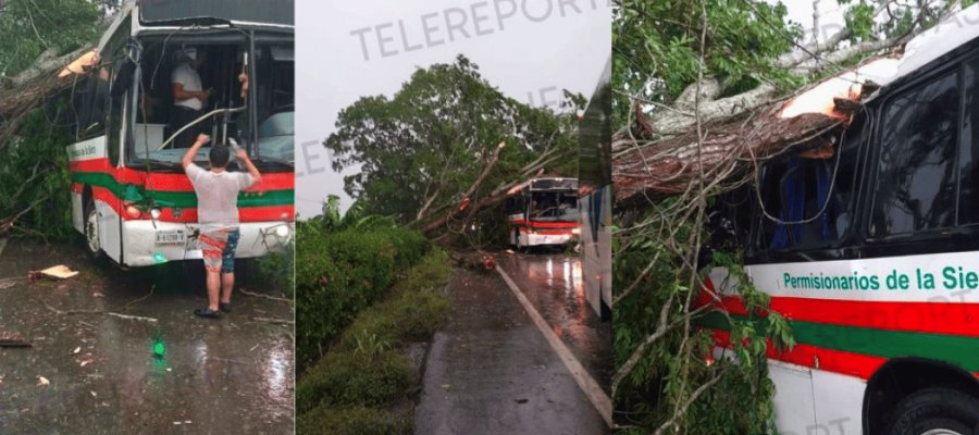 Cae árbol sobre autobús en la Villahermosa -Teapa