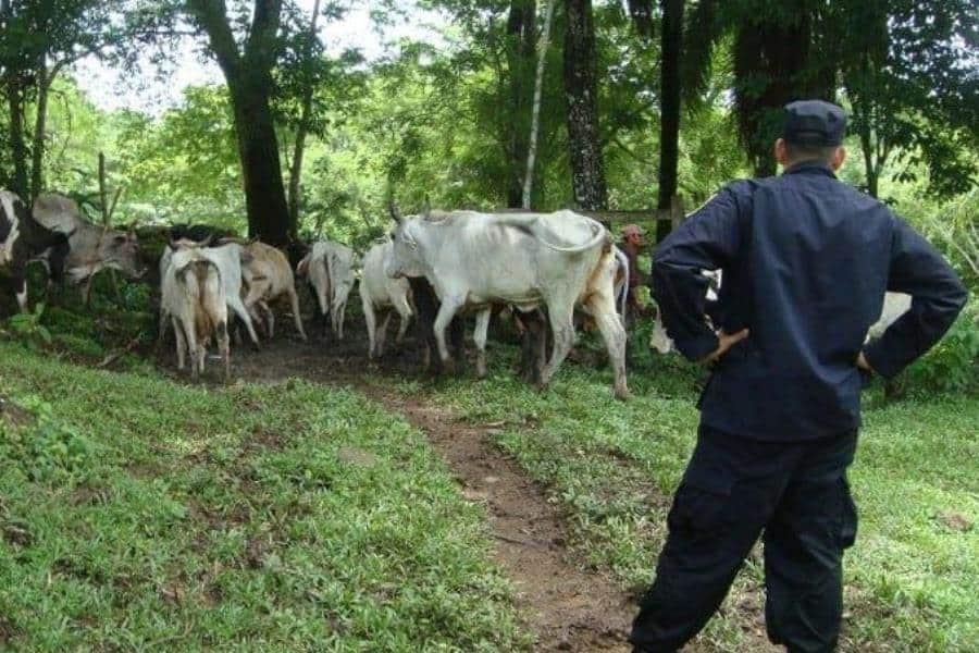 Robo de ganado se dispara 50% en diciembre en Tabasco: Oliver Falcón