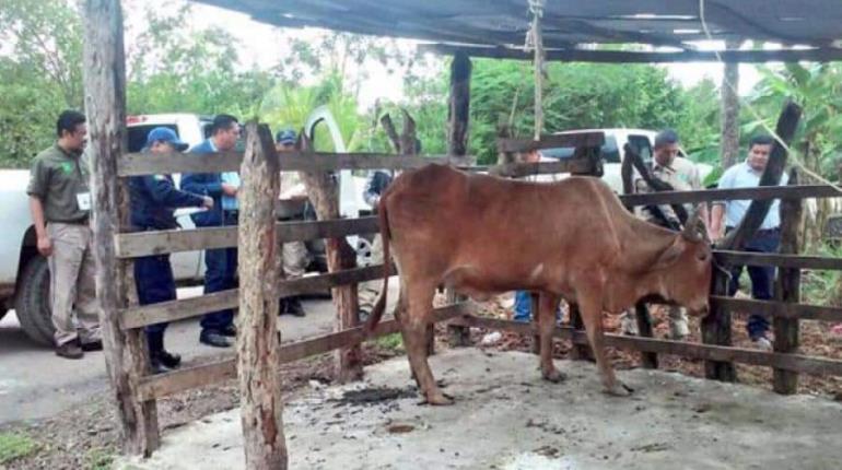 Por "acuerdos en la clandestinidad" están dejando impune el abigeato en Tabasco lamenta abogado