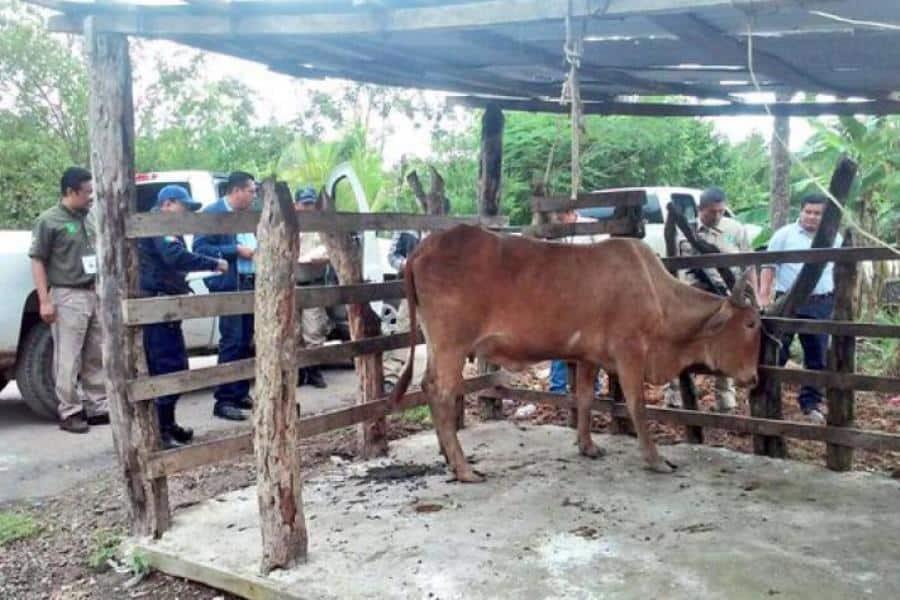 Por "acuerdos en la clandestinidad" están dejando impune el abigeato en Tabasco lamenta abogado; en el congreso lo niegan