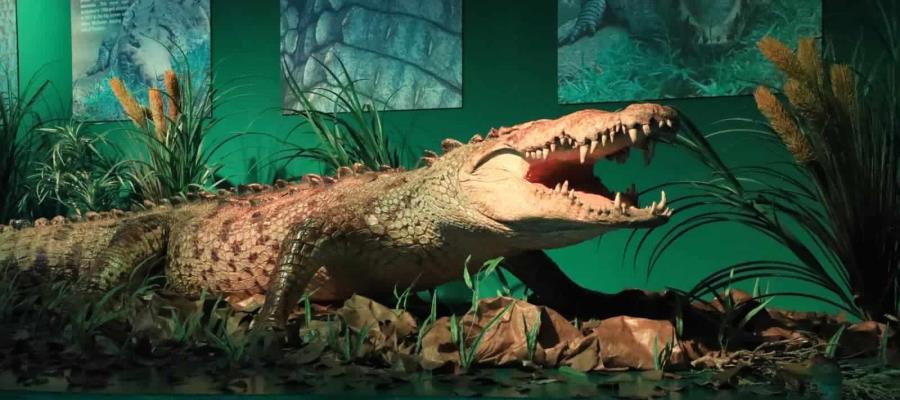 Museo Historia Natural inaugura sala en honor a Papillón