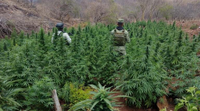 Destruyen 12 mil plantas de marihuana en Michoacán