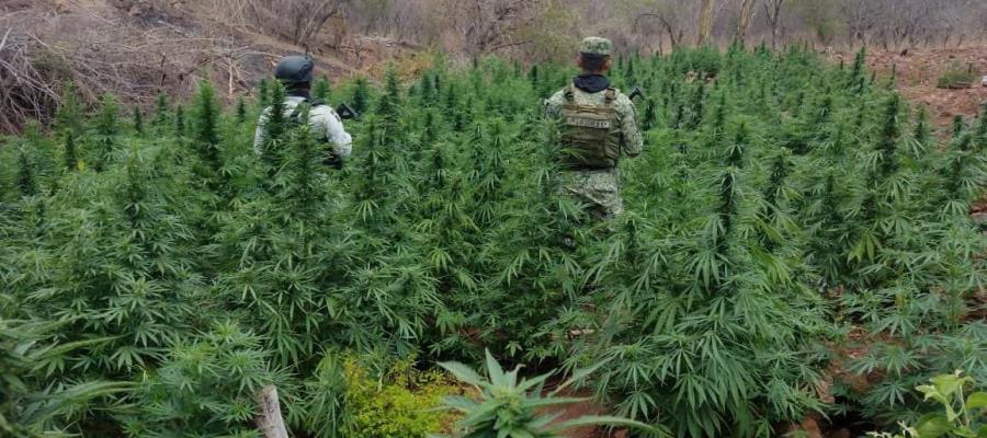 Destruyen 12 mil plantas de marihuana en Michoacán