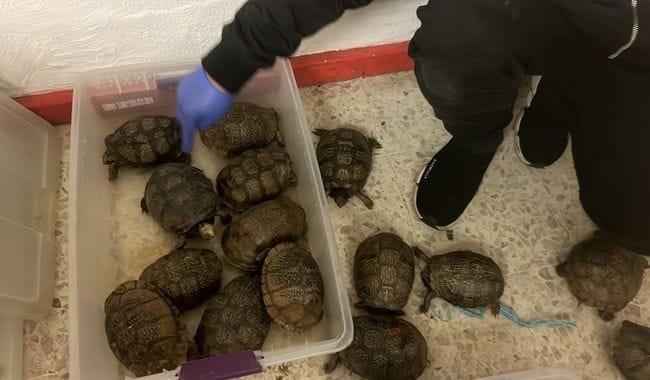 Rescatan 260 tortugas "casquito, lagarto y tres lomos" en Puebla