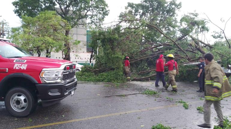 Podará Centro árboles ante próxima temporada de lluvias